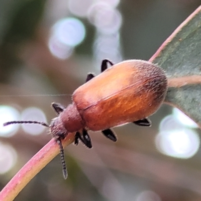 Ecnolagria grandis (Honeybrown beetle) at Budjan Galindji (Franklin Grassland) Reserve - 17 Jan 2023 by trevorpreston