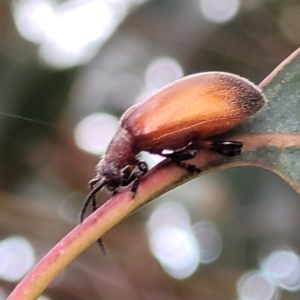 Ecnolagria grandis at Franklin, ACT - 18 Jan 2023 09:21 AM