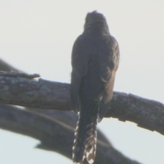 Cacomantis flabelliformis (Fan-tailed Cuckoo) at Borough, NSW - 16 Jan 2023 by Paul4K