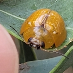 Paropsisterna cloelia at Franklin, ACT - 18 Jan 2023