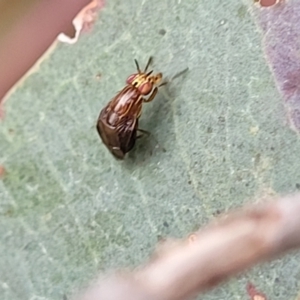 Steganopsis melanogaster at Franklin, ACT - 18 Jan 2023