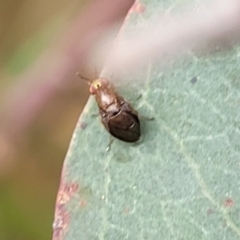 Steganopsis melanogaster at Franklin, ACT - 18 Jan 2023