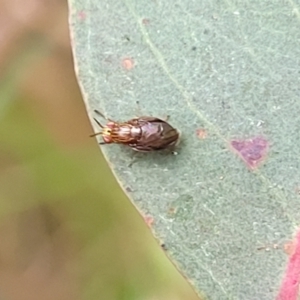 Steganopsis melanogaster at Franklin, ACT - 18 Jan 2023