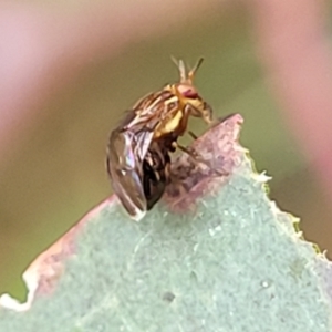 Steganopsis melanogaster at Franklin, ACT - 18 Jan 2023