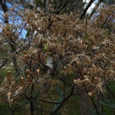 Senecio minimus (Shrubby Fireweed) at Boro - 16 Jan 2023 by Paul4K