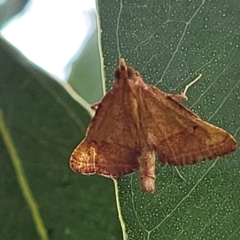 Endotricha pyrosalis (A Pyralid moth) at Budjan Galindji (Franklin Grassland) Reserve - 17 Jan 2023 by trevorpreston
