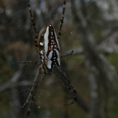 Plebs bradleyi (Enamelled spider) at Borough, NSW - 17 Jan 2023 by Paul4K