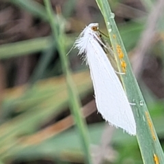 Tipanaea patulella (A Crambid moth) at Budjan Galindji (Franklin Grassland) Reserve - 17 Jan 2023 by trevorpreston