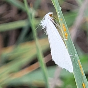 Tipanaea patulella at Franklin, ACT - 18 Jan 2023