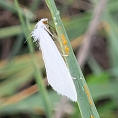 Tipanaea patulella at Franklin, ACT - 18 Jan 2023