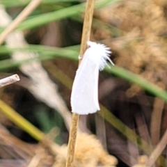 Tipanaea patulella at Franklin, ACT - 18 Jan 2023