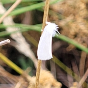 Tipanaea patulella at Franklin, ACT - 18 Jan 2023