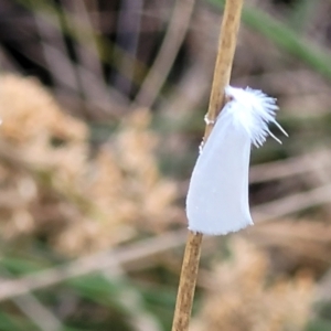 Tipanaea patulella at Franklin, ACT - 18 Jan 2023