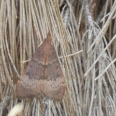 Uresiphita ornithopteralis (Tree Lucerne Moth) at Borough, NSW - 16 Jan 2023 by Paul4K