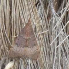 Uresiphita ornithopteralis (Tree Lucerne Moth) at Boro - 16 Jan 2023 by Paul4K