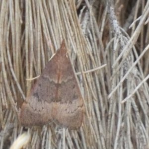 Uresiphita ornithopteralis at Borough, NSW - 17 Jan 2023