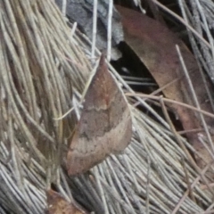 Uresiphita ornithopteralis at Borough, NSW - 17 Jan 2023