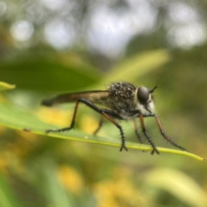 Zosteria rosevillensis at Yarralumla, ACT - 18 Jan 2023