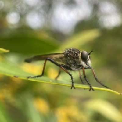 Zosteria rosevillensis (A robber fly) at Yarralumla, ACT - 18 Jan 2023 by PeterA