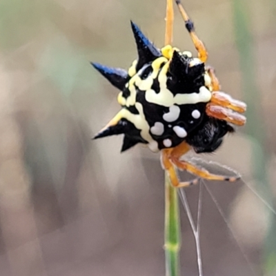 Austracantha minax (Christmas Spider, Jewel Spider) at Budjan Galindji (Franklin Grassland) Reserve - 17 Jan 2023 by trevorpreston