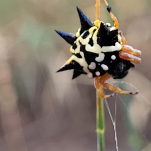 Austracantha minax at Franklin, ACT - 18 Jan 2023