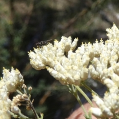 Tachinidae (family) (Unidentified Bristle fly) at Borough, NSW - 16 Jan 2023 by Paul4K