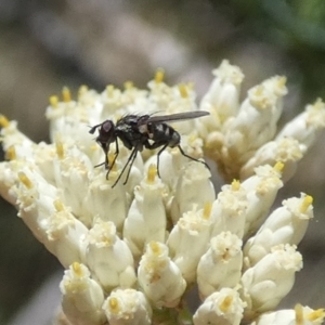 Tachinidae (family) at Borough, NSW - 17 Jan 2023