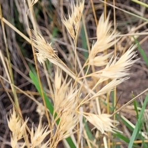 Rytidosperma sp. at Franklin, ACT - 18 Jan 2023