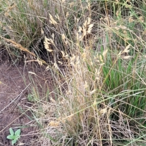 Rytidosperma sp. at Franklin, ACT - 18 Jan 2023