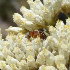 Ripiphoridae (family) at Borough, NSW - suppressed