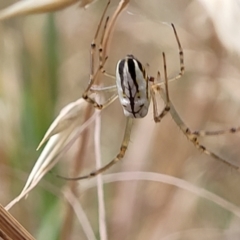 Leucauge dromedaria (Silver dromedary spider) at Franklin, ACT - 18 Jan 2023 by trevorpreston