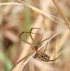 Leucauge dromedaria at Franklin, ACT - 18 Jan 2023