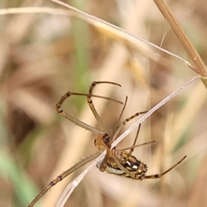 Leucauge dromedaria at Franklin, ACT - 18 Jan 2023