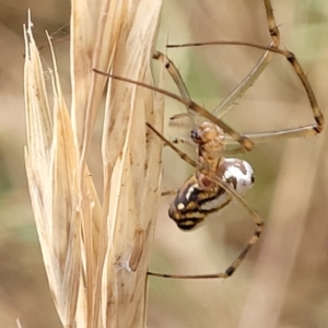 Leucauge dromedaria at Franklin, ACT - 18 Jan 2023