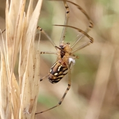 Leucauge dromedaria at Franklin, ACT - 18 Jan 2023