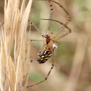 Leucauge dromedaria at Franklin, ACT - 18 Jan 2023