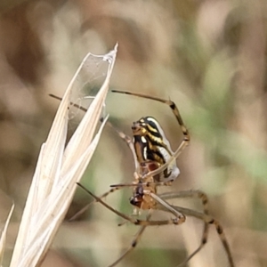 Leucauge dromedaria at Franklin, ACT - 18 Jan 2023