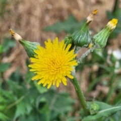 Sonchus oleraceus (Annual Sowthistle) at Budjan Galindji (Franklin Grassland) Reserve - 18 Jan 2023 by trevorpreston