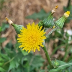 Sonchus oleraceus (Annual Sowthistle) at Budjan Galindji (Franklin Grassland) Reserve - 17 Jan 2023 by trevorpreston