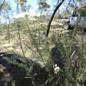 Cassinia aculeata at Borough, NSW - 17 Jan 2023