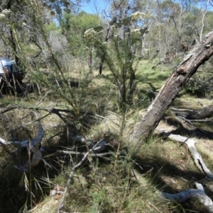 Cassinia aculeata at Borough, NSW - 17 Jan 2023