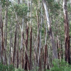 Eucalyptus delegatensis subsp. delegatensis (Alpine Ash) at Cotter River, ACT - 13 Mar 2021 by Philip