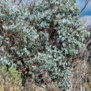 Eucalyptus cinerea subsp. triplex at Tennent, ACT - 26 Apr 2022