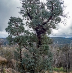 Eucalyptus cinerea subsp. triplex at Namadgi National Park - 26 Apr 2022 11:06 AM