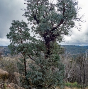 Eucalyptus cinerea subsp. triplex at Namadgi National Park - 26 Apr 2022 11:06 AM