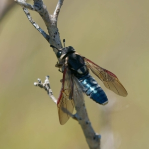 Pergagrapta sp. (genus) at Booth, ACT - 17 Jan 2023