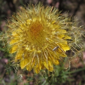 Xerochrysum viscosum at Latham, ACT - 8 Jan 2023 11:52 AM