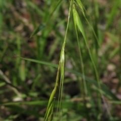Microlaena stipoides (Weeping Grass) at Hawker, ACT - 8 Jan 2023 by pinnaCLE