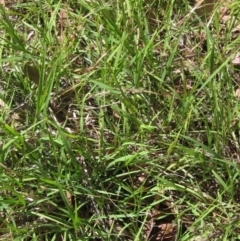 Microlaena stipoides at Hawker, ACT - 9 Jan 2023 09:48 AM