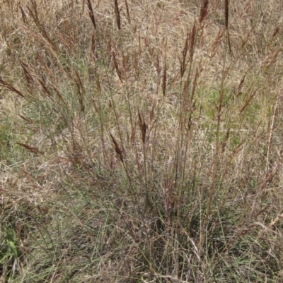 Sorghum leiocladum (Wild Sorghum) at Weetangera, ACT - 8 Jan 2023 by pinnaCLE